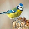 Eurasian Blue Tit paint by numbers