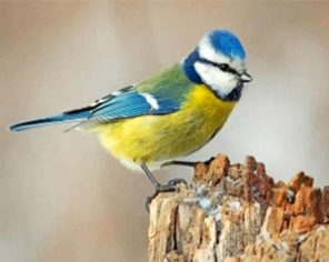 Eurasian Blue Tit paint by numbers