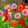 Field Of Gerberas Paint by numbers