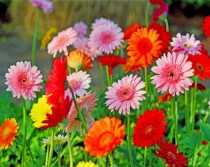 Field Of Gerberas Paint by numbers