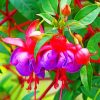 fuchsia Plant paint by number