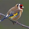 Goldfinch Bird On Stick paint by numbers