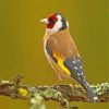 Goldfinch Bird paint by numbers