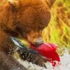 Grizzly Bear Catching Salmon Paint by numbers