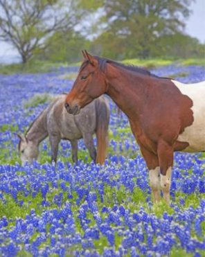 Horses And Bluebonnets paint by numbers