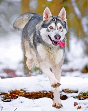 husky-snow-paint-by-number