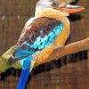 Blue Winged Kookaburra paint by numbers