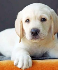 Labrador Puppy paint by numbers