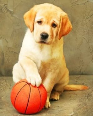 Labrador Puppy With Ball paint by numbers