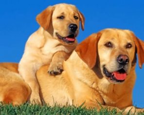 Labrador Retriever Dogs paint by numbers