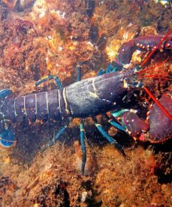 Lobster paint by numbers