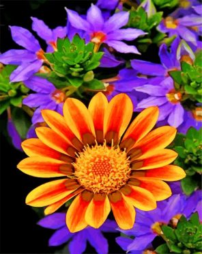 orange-gazania-paint-by-numbers