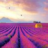 Provence Lavender Field Paint by number