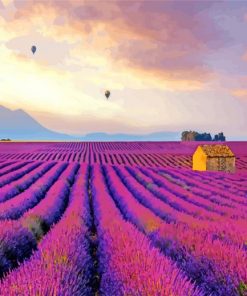 Provence Lavender Field Paint by number