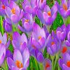 purple-crocus-flowers-paint-by-number