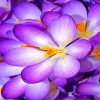 purple-crocus-paint-by-numbers