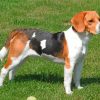 Scent Hound Dog paint by number