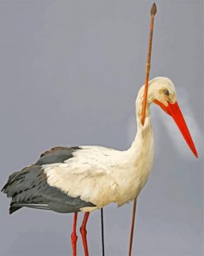 stork Bird Animal paint by numbers