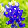 Texas Bluebonnet paint by numbers