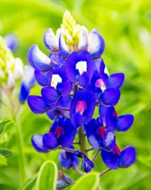 Texas Bluebonnet paint by numbers