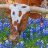 Texas Longhorn In Bluebonnets paint by numbers