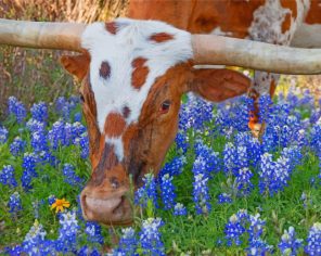 Texas Longhorn In Bluebonnets paint by numbers