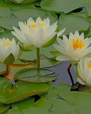 water-lily-flowers (1)