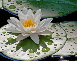 water-lily-with-rain-drops-paint-by-numbers