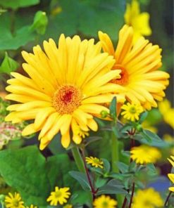 Yellow Gerbera Daisy paint by numbers