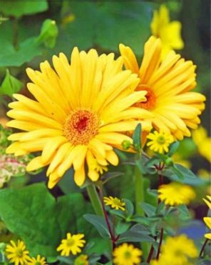 Yellow Gerbera Daisy paint by numbers