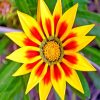 yellow-gazania-paint-by-numbers