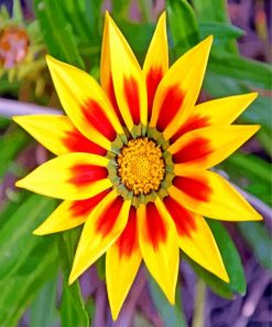 yellow-gazania-paint-by-numbers