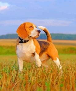 Beagle Dog paint by numbers