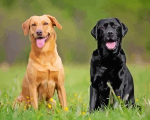 Black And Blonde Labradors paint by numbers