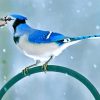 Blue Jay paint by numbers