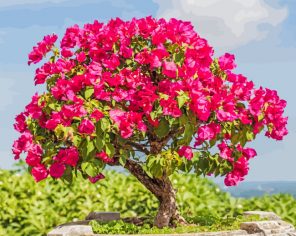 Bougainvillea Bonsai paint by numbers