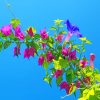 Bougainvillea paint by numbers