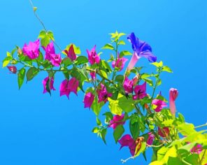 Bougainvillea paint by numbers