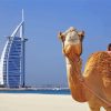 Camel And Burj Al Arab Paint by numbers