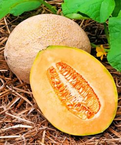 Cantaloupe fruit paint by numbers