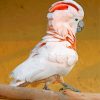 Cockatoo bird paint by number