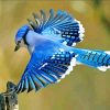 Flying Blue Jay Bird paint by number