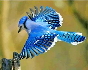 Flying Blue Jay Bird paint by number