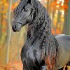 Friesian paint by number