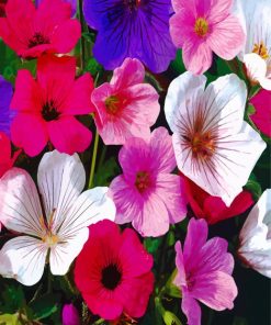 Hardy Geranium Flowers paint by numbers