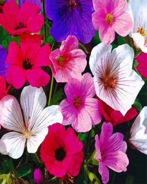 Hardy Geranium Flowers paint by numbers