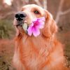 Labrador Retriever And Flower paint by numbers