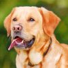 Labrador Retriever Animal paint by numbers