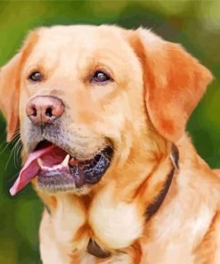 Labrador Retriever Animal paint by numbers