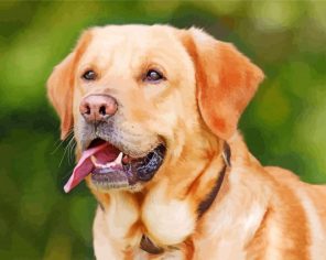 Labrador Retriever Animal paint by numbers